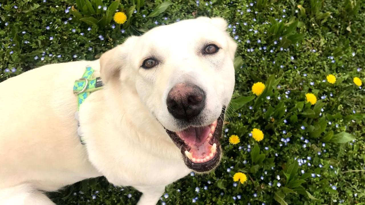 Golden retriever cinsi köpekler, insanlarla benzer duyguları etkileyen bazı genleri paylaşıyor