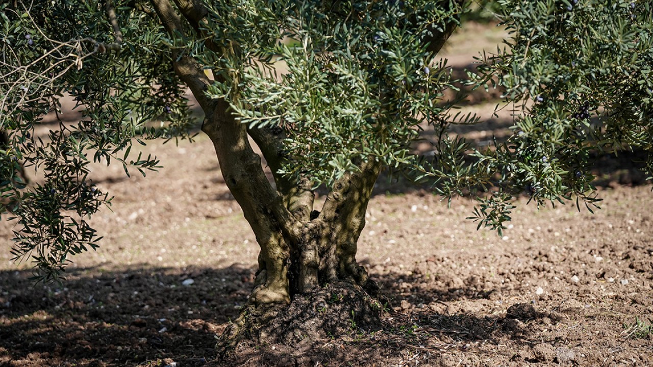 Azalan su kaynakları tarımda hem verimi hem de kaliteyi etkiliyor