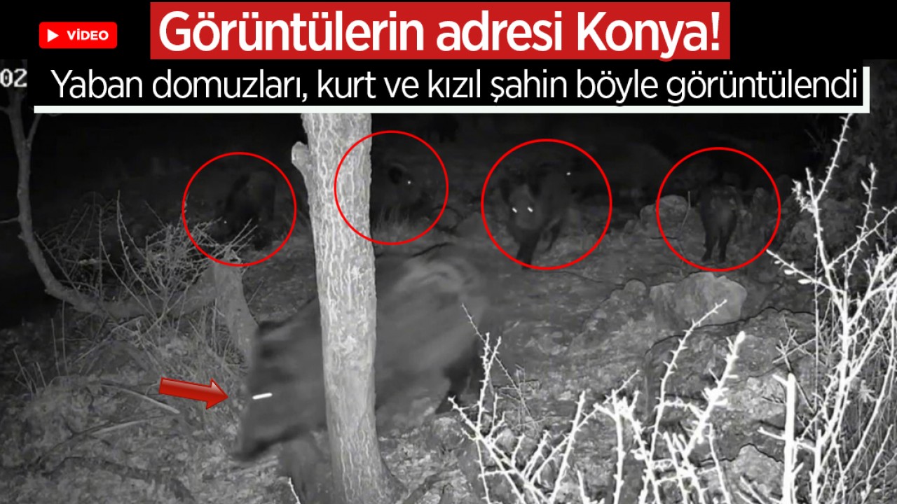 Görüntülerin adresi Konya! Yaban domuzları, kurt ve kızıl şahin böyle görüntülendi