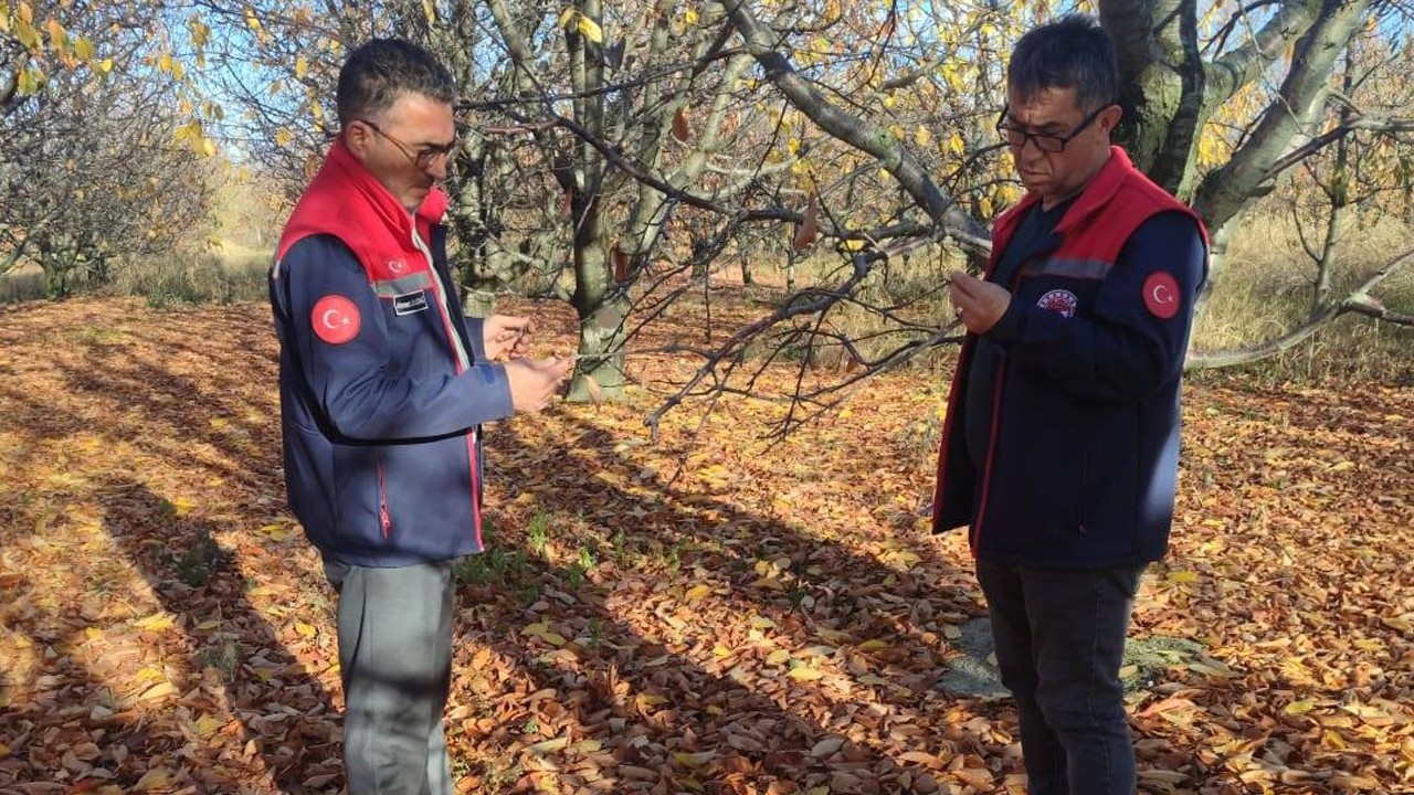 Akşehir kirazında saha incelemeleri devam ediyor