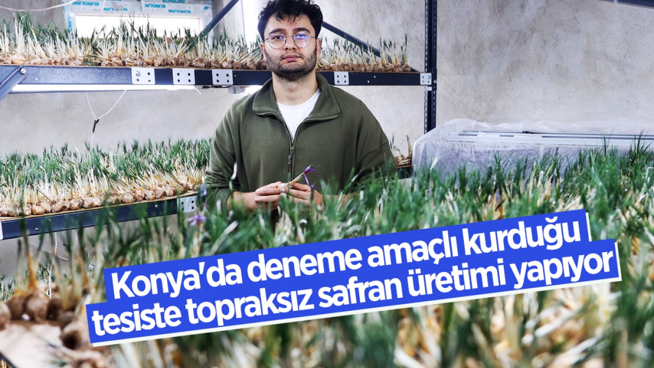 Konya'da deneme amaçlı kurduğu tesiste topraksız safran üretimi yapıyor