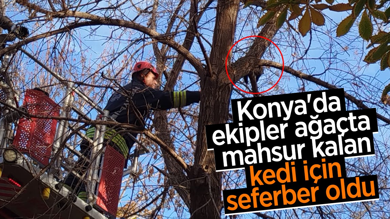 Konya'da ekipler ağaçta mahsur kalan kedi için seferber oldu