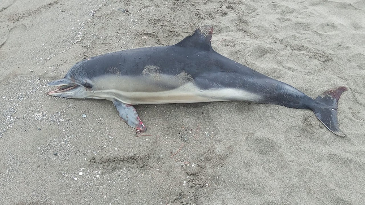 Samsun'da ölü yunus kıyıya vurdu