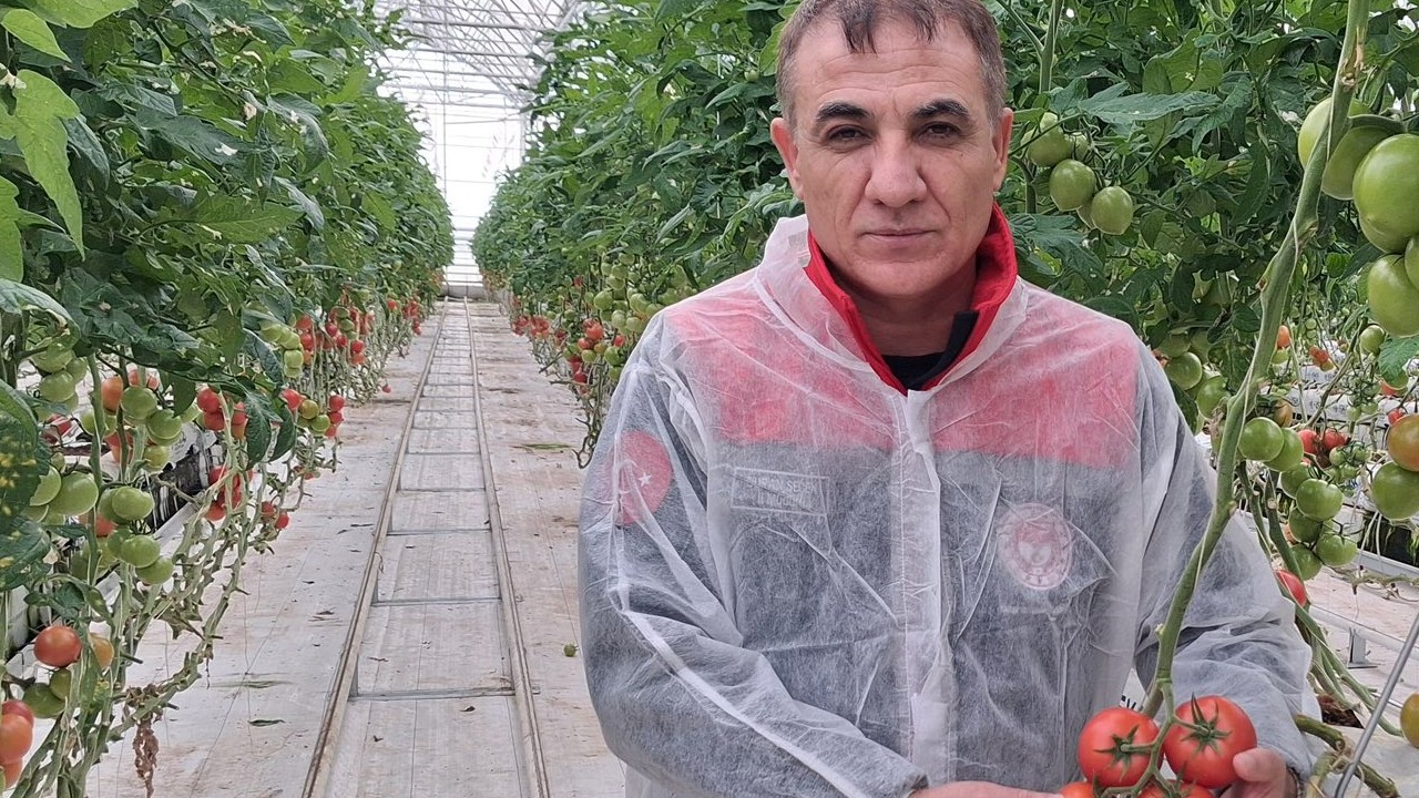 Meram’da 25 bin metrekarelik modern domates serasında inceleme