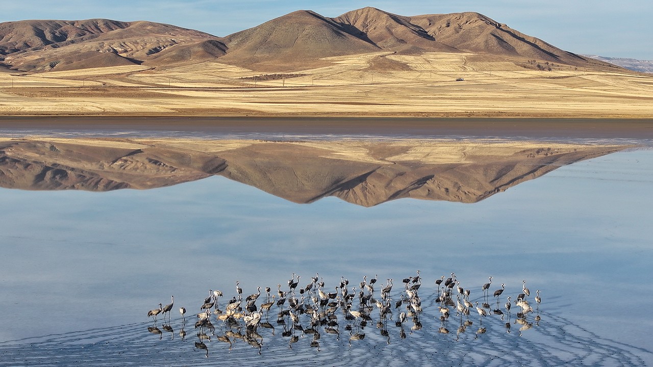 Su seviyesi yükselen Tuzla Palas Gölü'nde kuş popülasyonu arttı