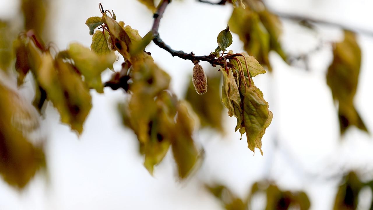 Zirai don nedeniyle üreticilere 23 milyar liralık hasar tazminatı