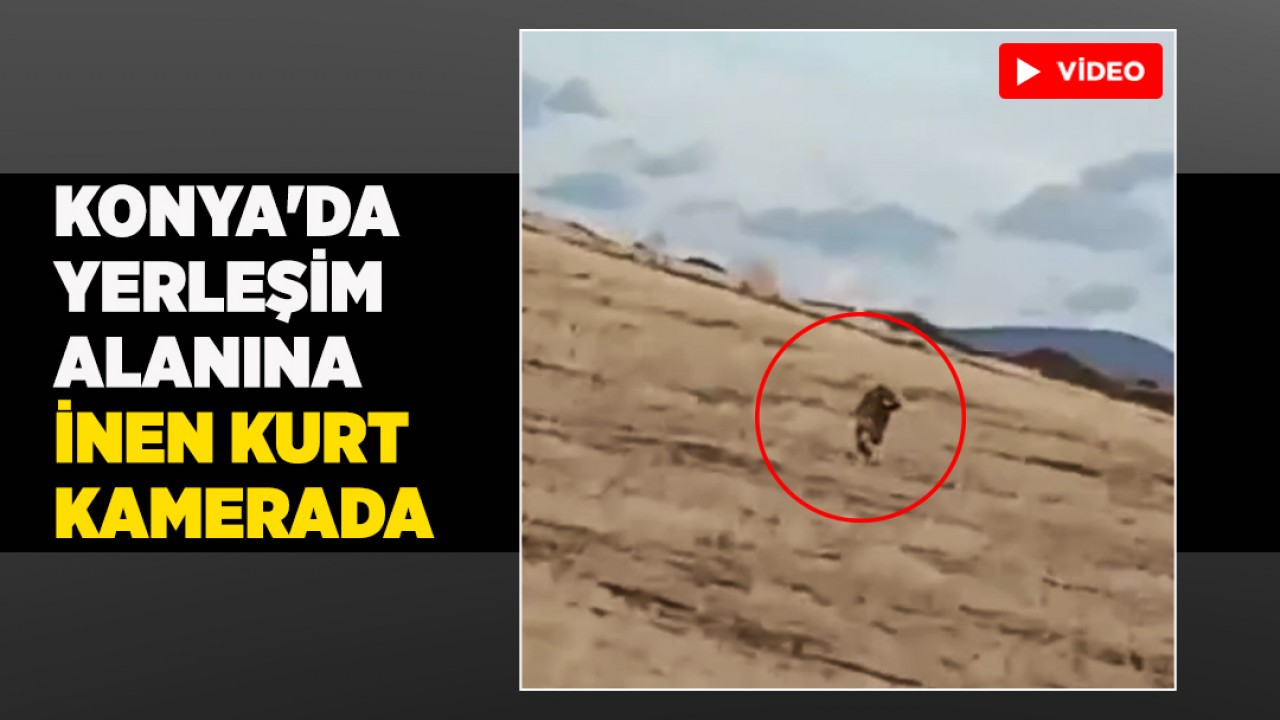 Konya'da yerleşim alanına inen kurt kamerada