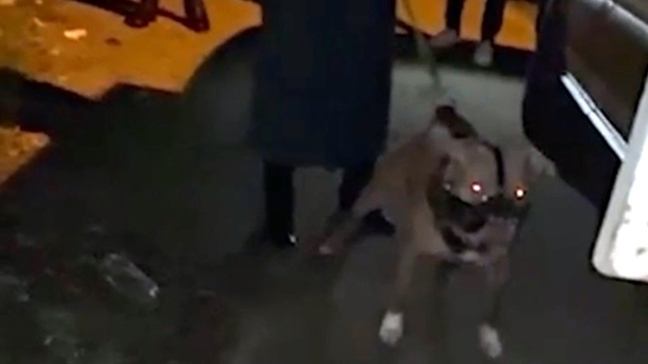 2 kardeşe saldıran pitbull ile ilgili 12 şikayet yapılmış