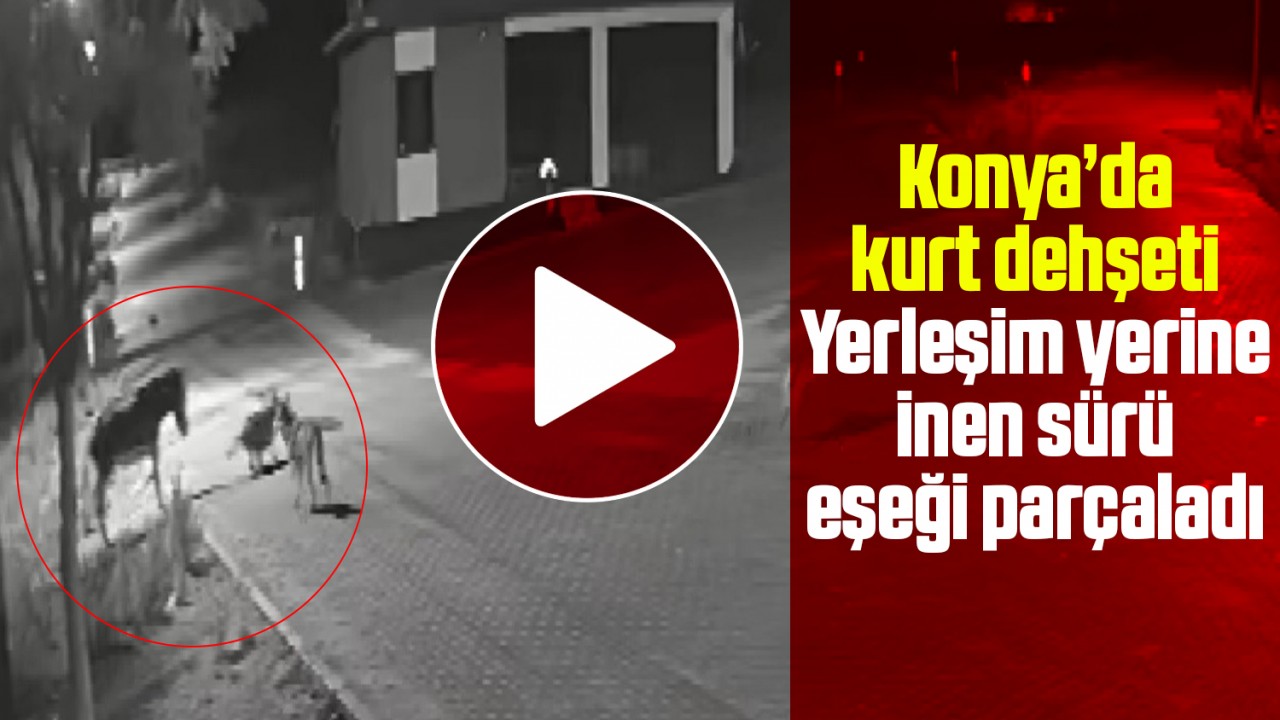 Konya’da kurt dehşeti: Yerleşim yerine inen sürü eşeği parçaladı