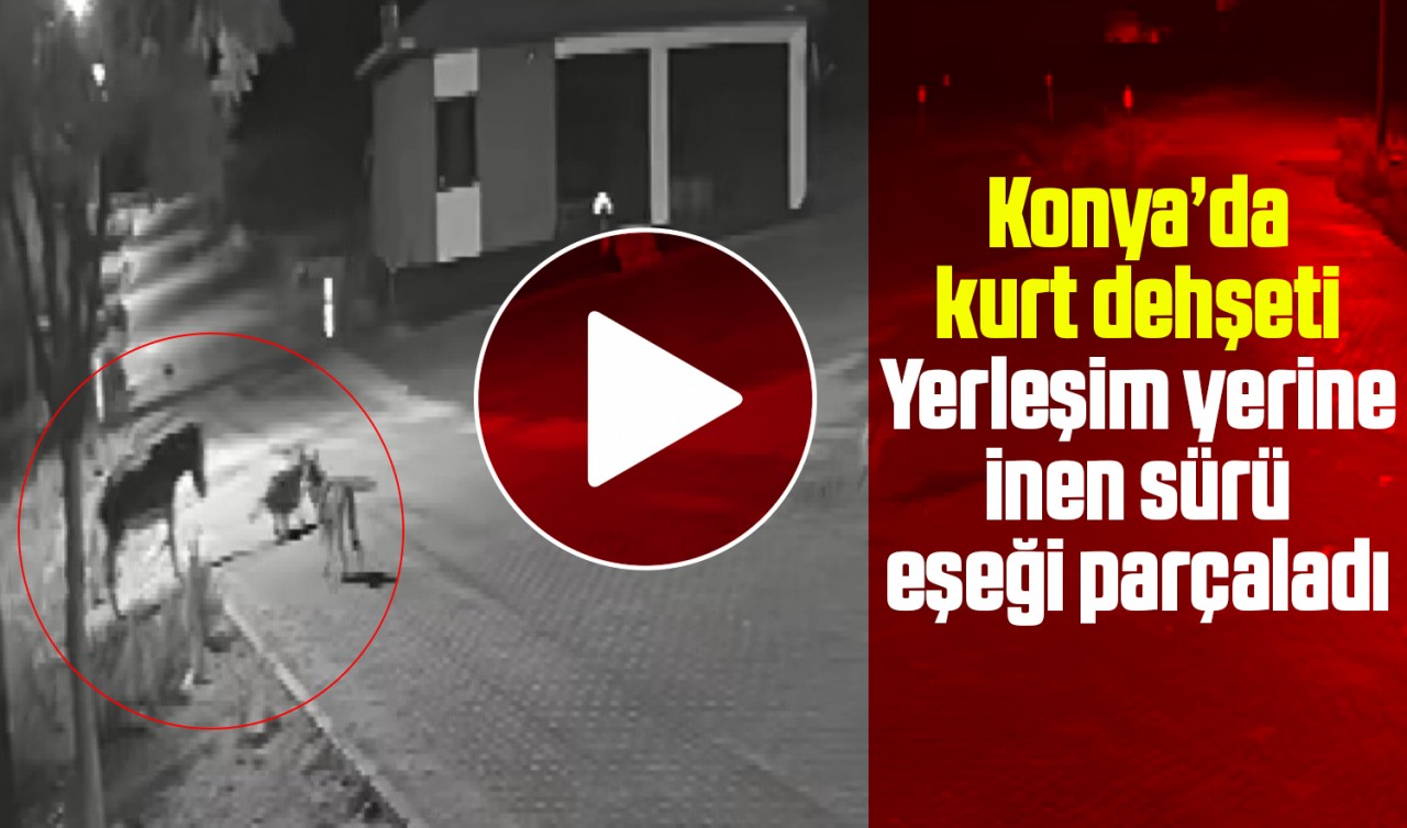 Konya’da kurt dehşeti: Yerleşim yerine inen sürü eşeği parçaladı