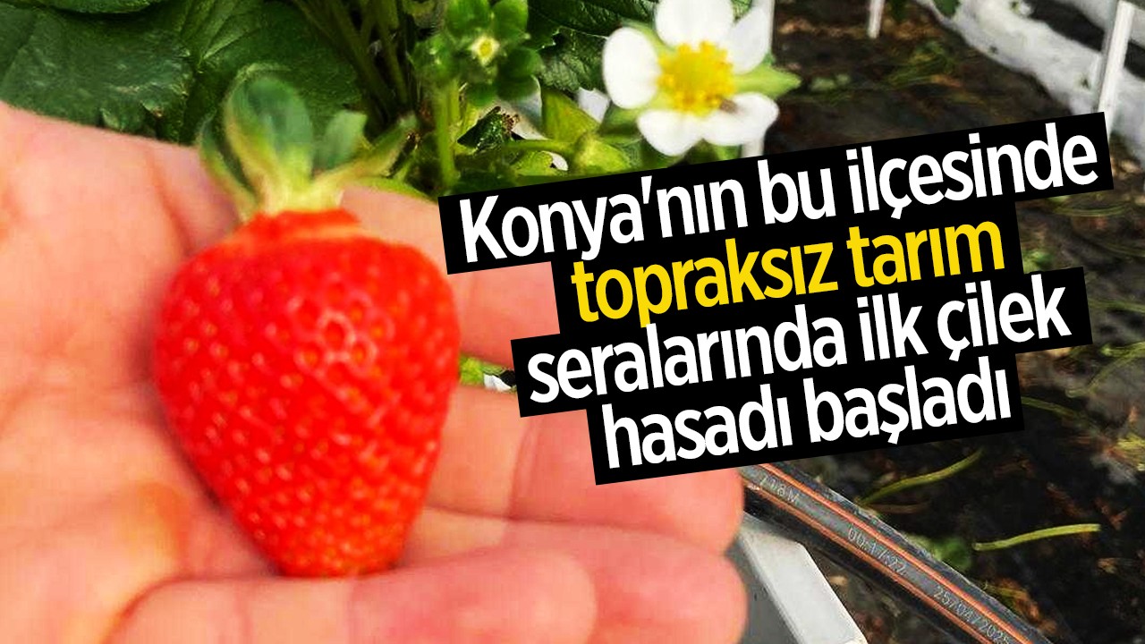 Konya'nın bu ilçesinde topraksız tarım seralarında ilk çilek hasadı başladı