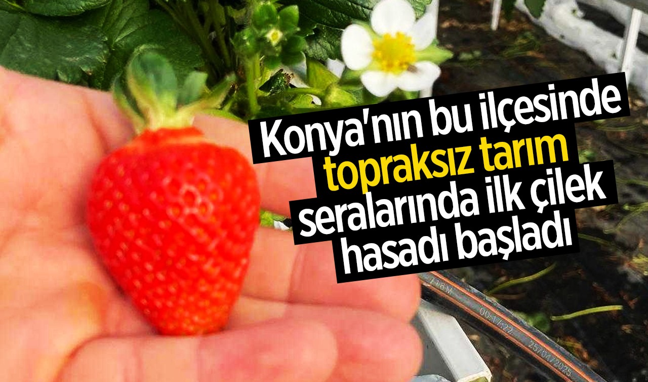 Konya'nın bu ilçesinde topraksız tarım seralarında ilk çilek hasadı başladı