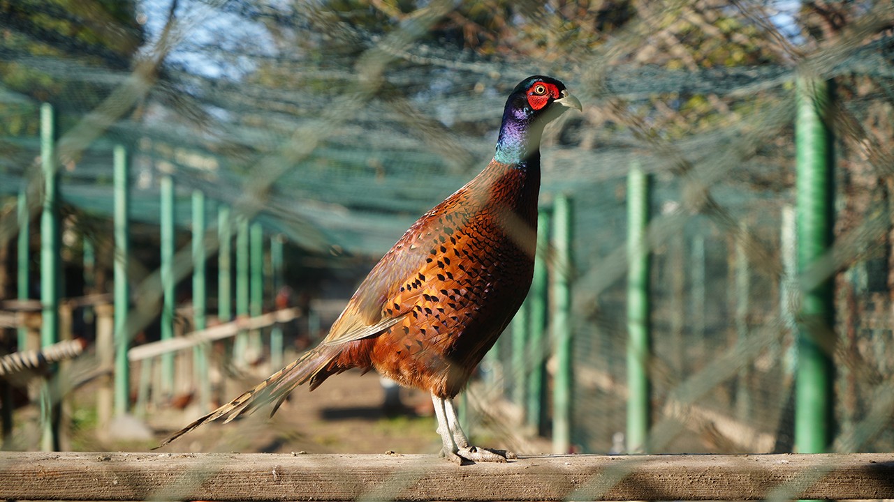 Kahverengi kokarca savaşçıları: 2025'te 3 bin sülün doğaya salındı