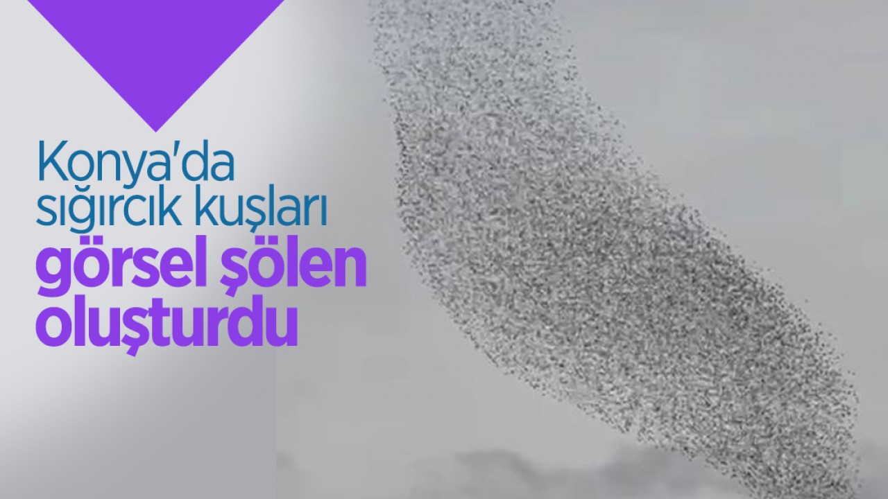 Konya'da sığırcık kuşları görsel şölen oluşturdu