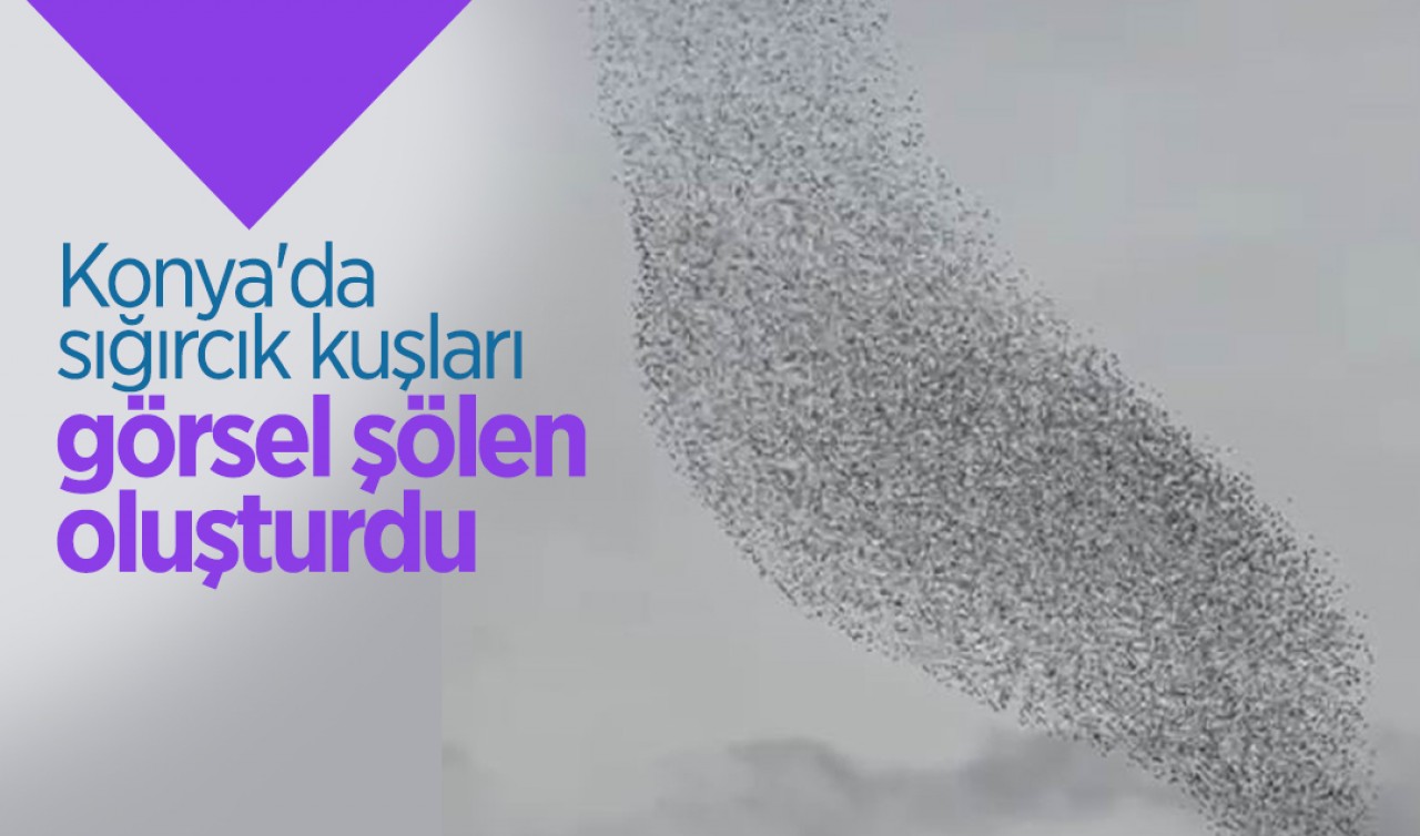 Konya'da sığırcık kuşları görsel şölen oluşturdu