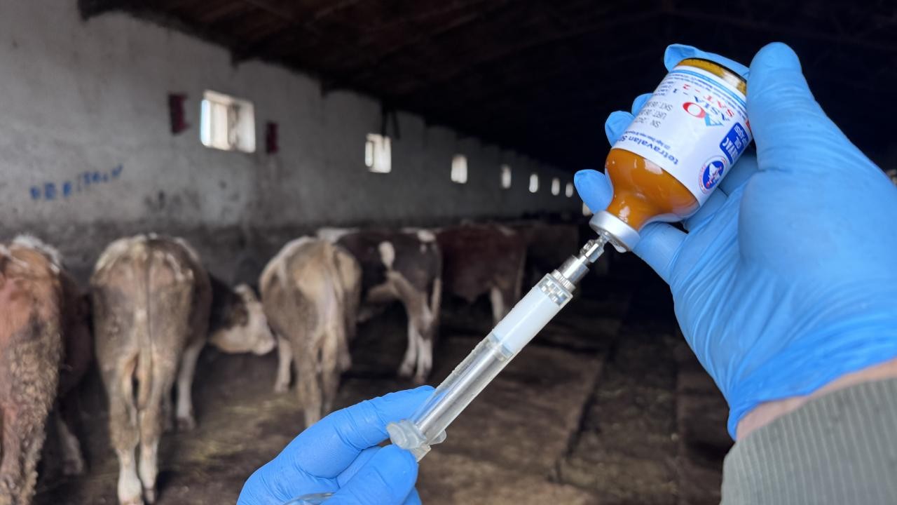 "Şap hastalığı" nedeniyle 11 mahalle karantinaya alındı