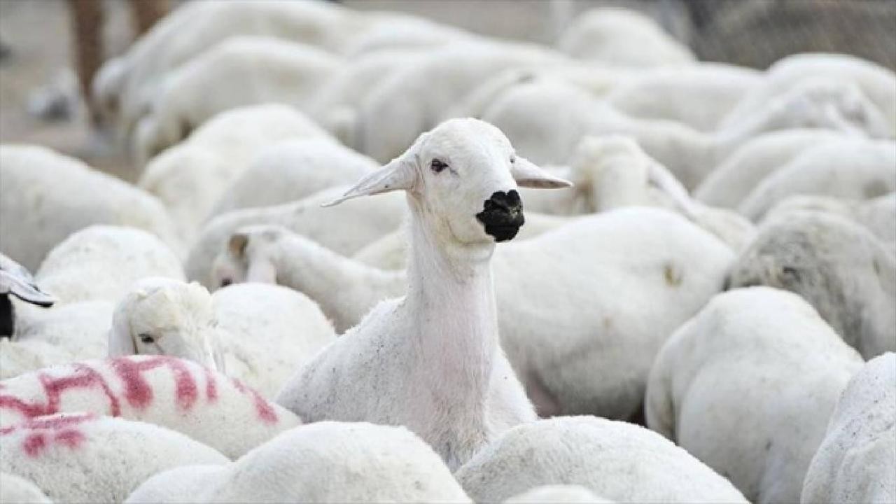 TİGEM, 1200 küçükbaş hayvan satacak