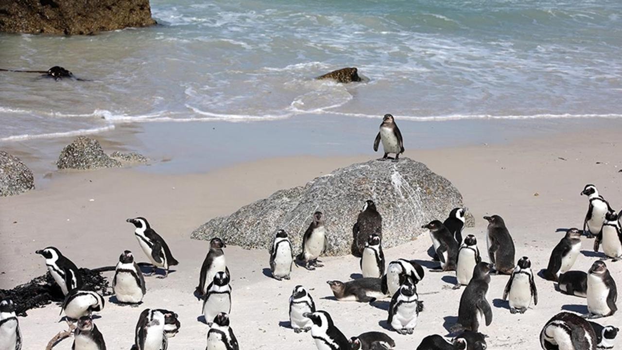 62 bin penguen açlıktan öldü