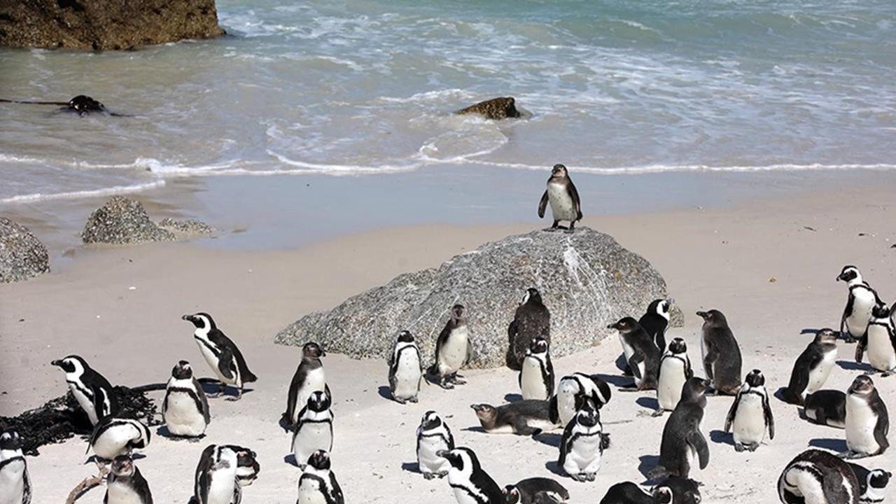 62 bin penguen açlıktan öldü