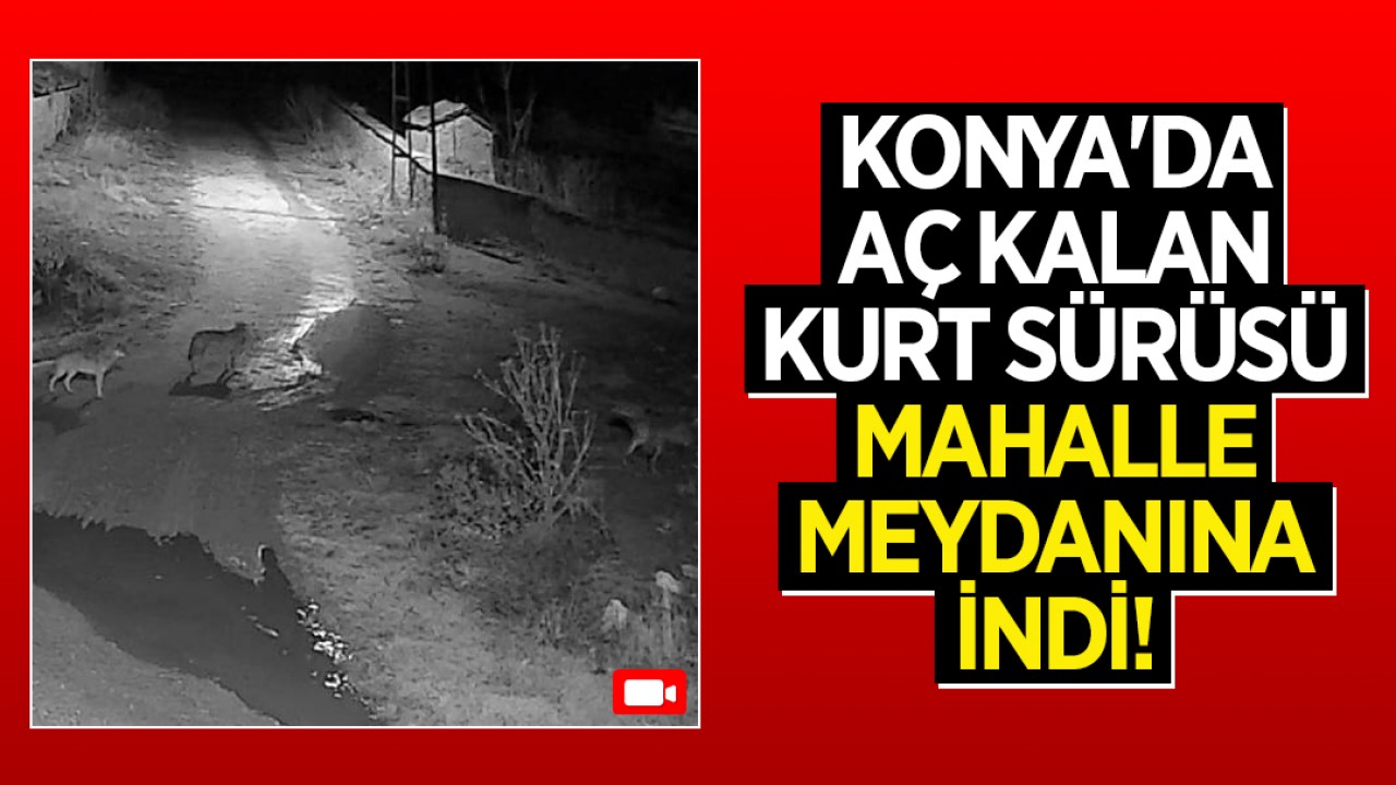 Konya'da aç kalan kurt sürüsü mahalle meydanına indi!