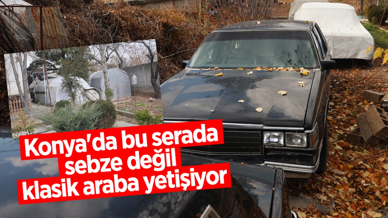 Konya'da bu serada sebze değil klasik araba yetişiyor