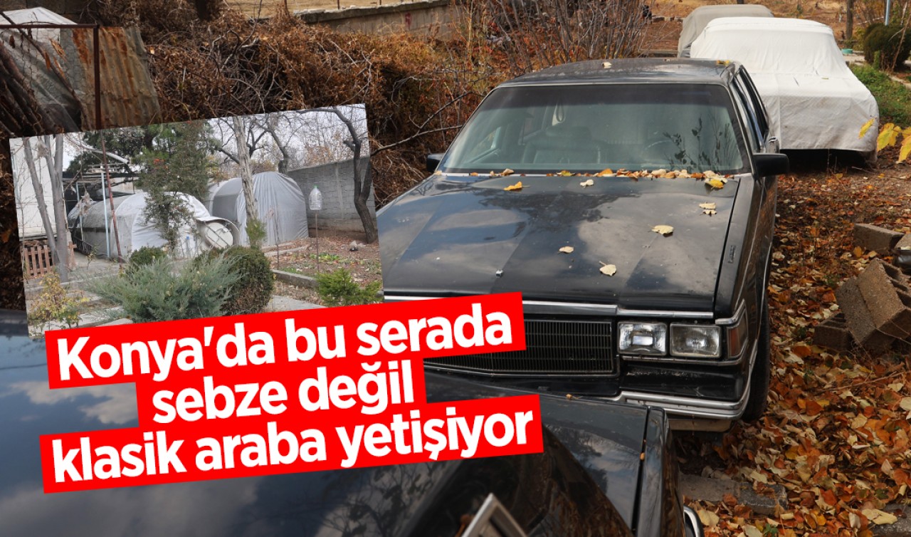 Konya'da bu serada sebze değil klasik araba yetişiyor
