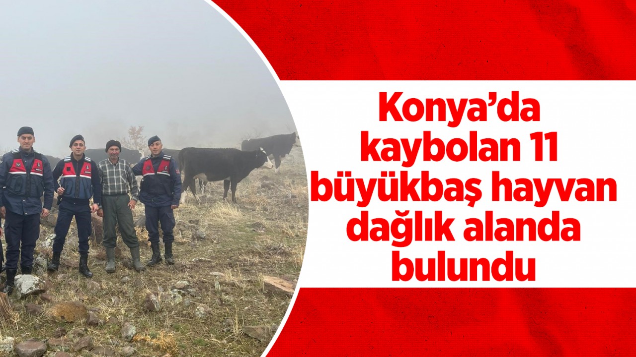 Konya’da kaybolan 11 büyükbaş hayvan dağlık alanda bulundu