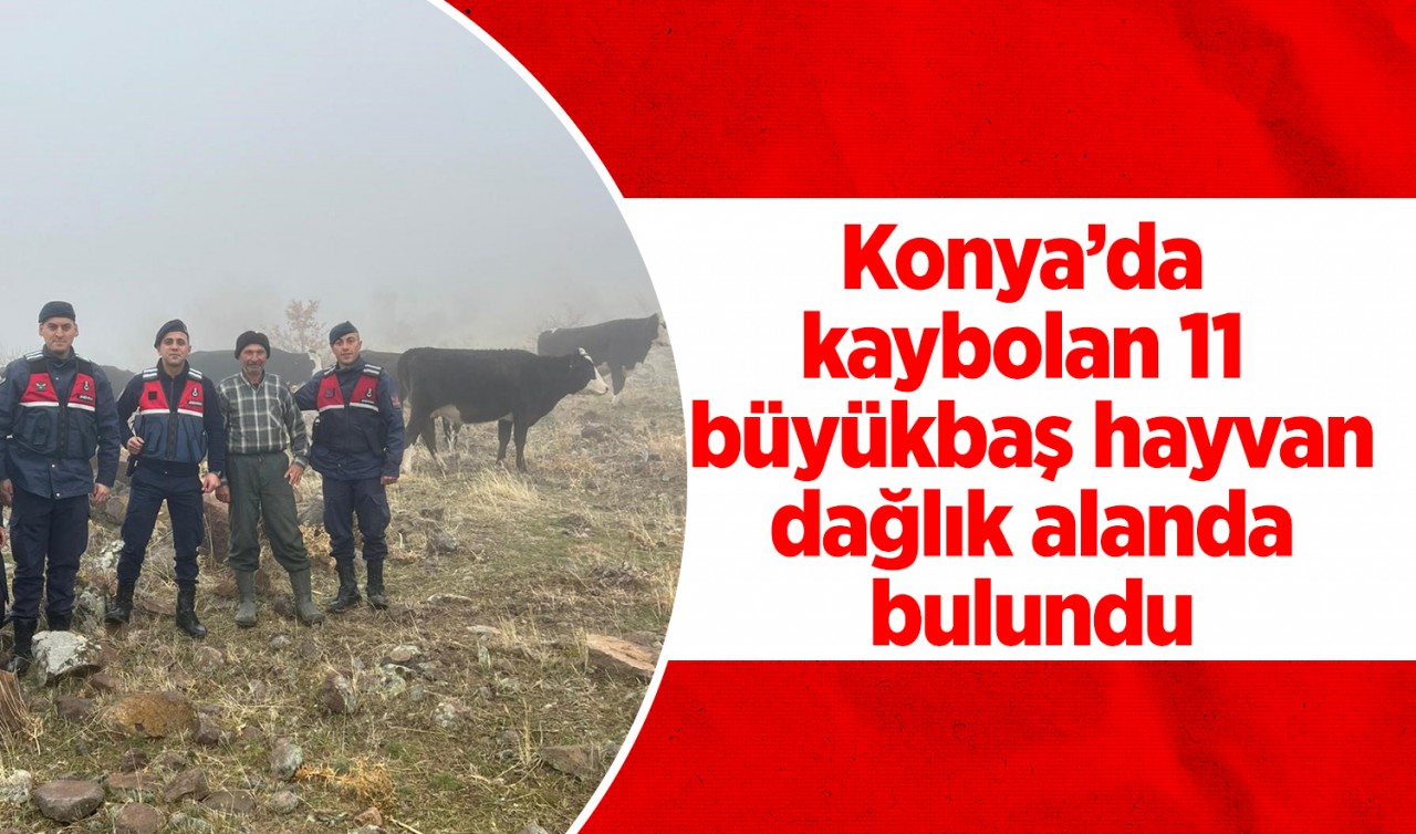 Konya’da kaybolan 11 büyükbaş hayvan dağlık alanda bulundu