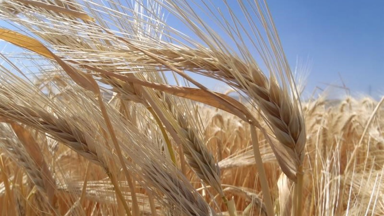 Kuraklık arpa ekimini artırdı