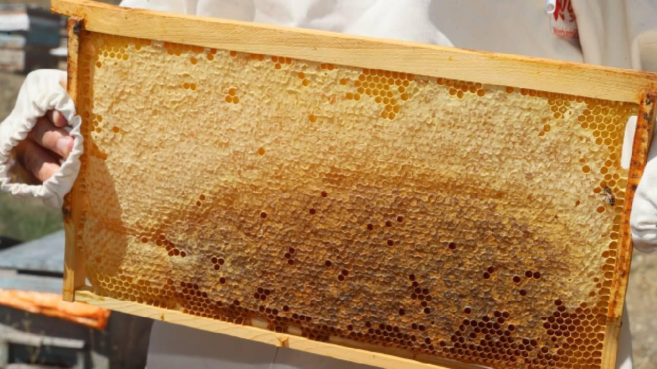 Doğu Karadeniz’den 11 ayda 452 ton bal ihracatı