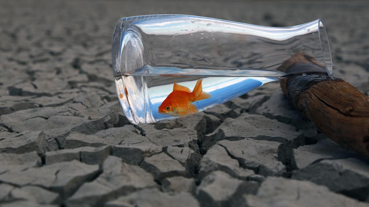 İklim değişikliği hayvanlardan bulaşan hastalıkları etkileyebilir