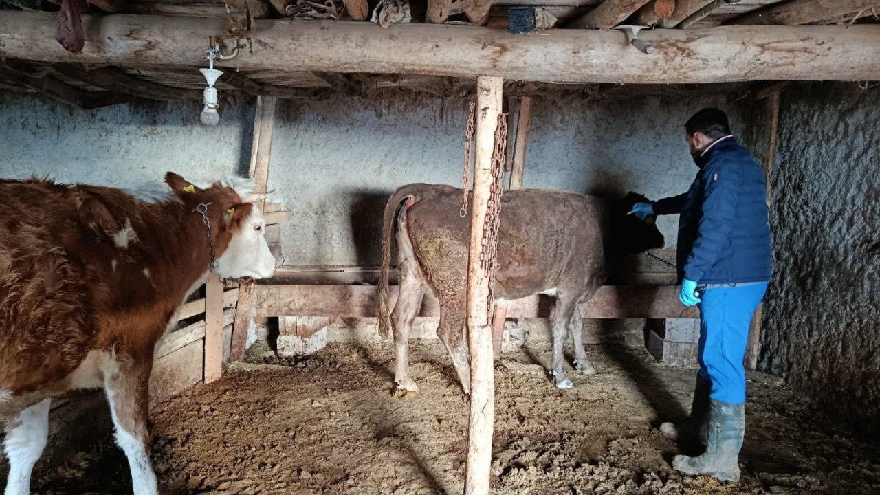 Kulu'da şap hastalığı ile mücadele sürüyor