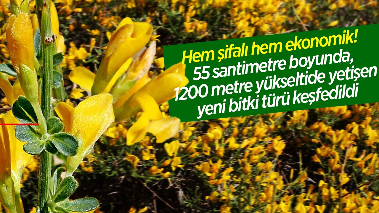 Hem şifalı hem ekonomik! 55 santimetre boyunda, 1200 metre yükseltide yetişen yeni bitki türü keşfedildi