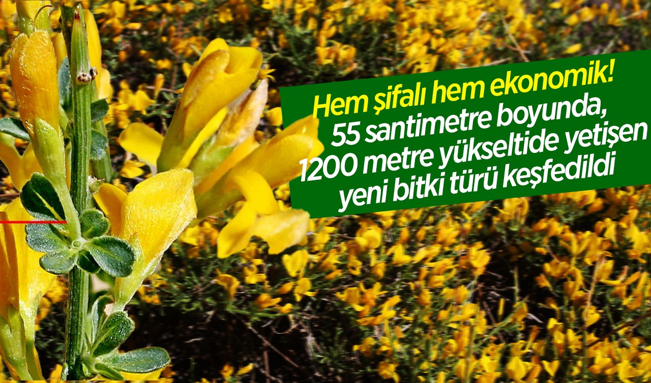 Hem şifalı hem ekonomik! 55 santimetre boyunda, 1200 metre yükseltide yetişen yeni bitki türü keşfedildi