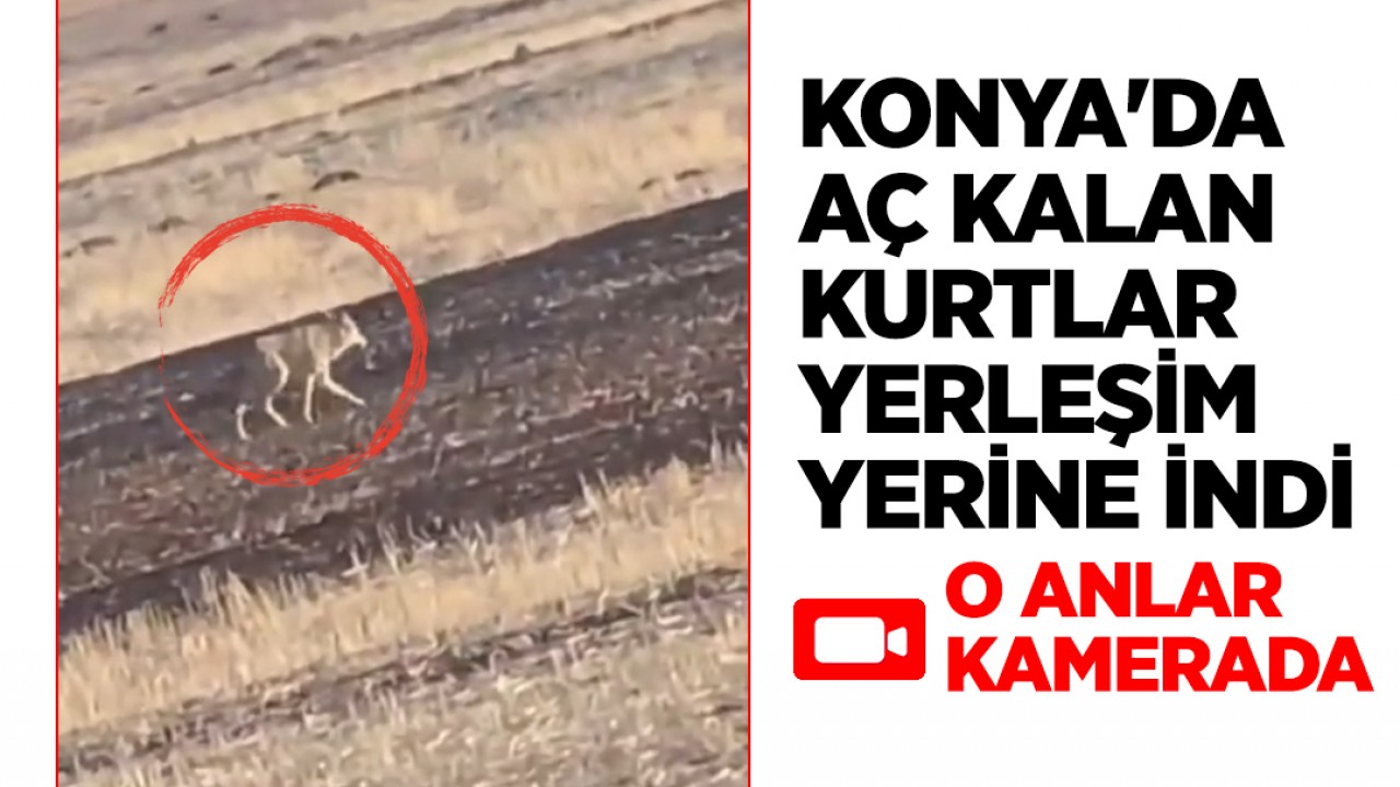 Konya'da aç kalan kurtlar yerleşim yerine indi