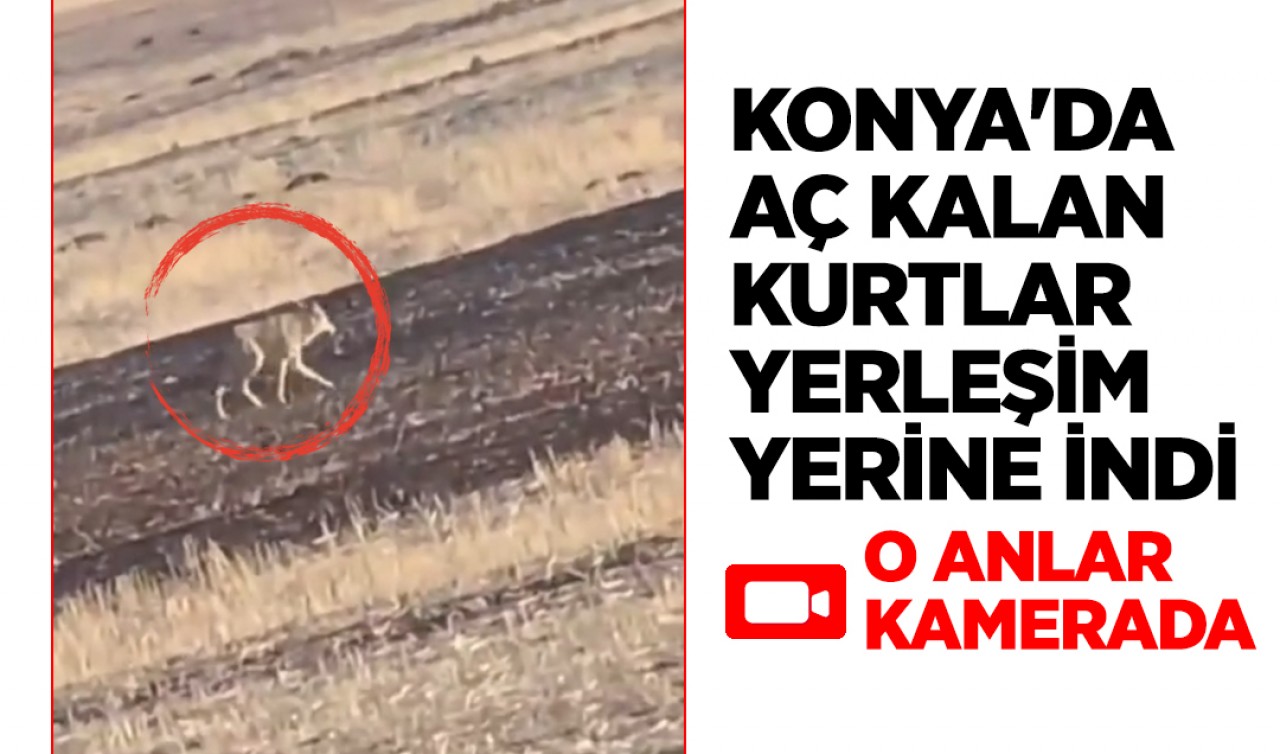 Konya'da aç kalan kurtlar yerleşim yerine indi