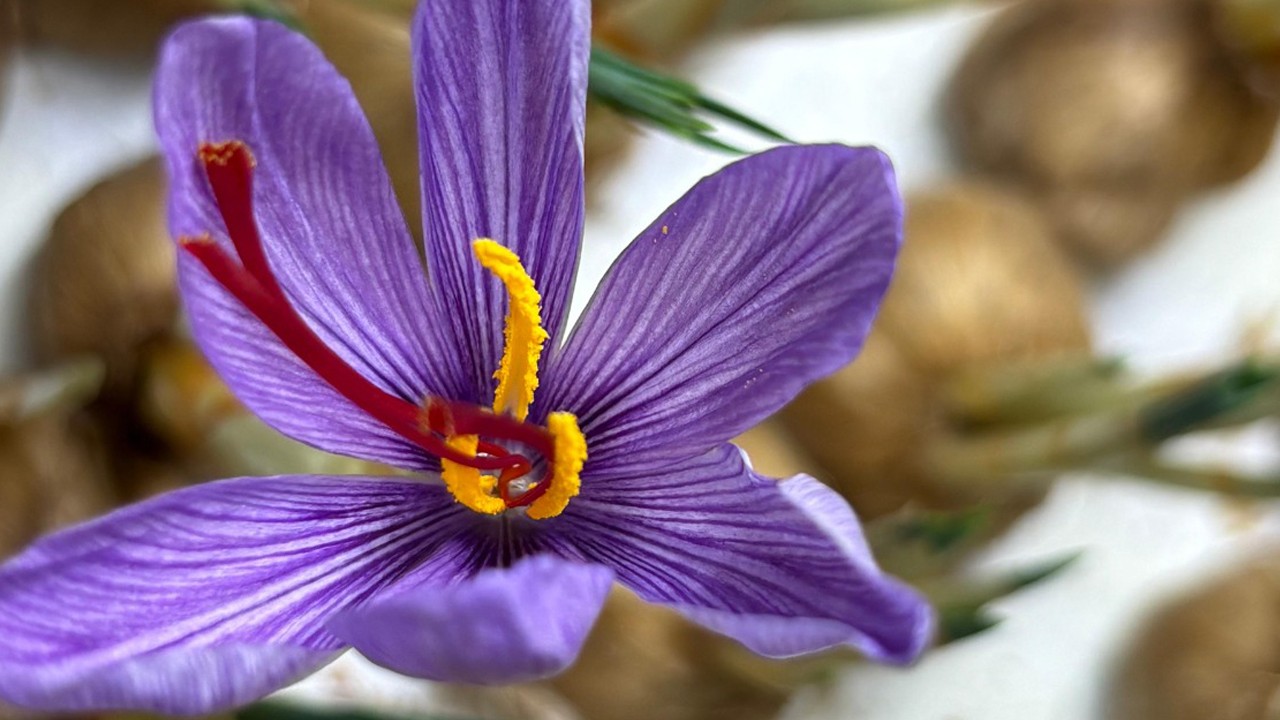 Mesleğinden vazgeçip, safran üretimine başladı: Gramı 700 TL