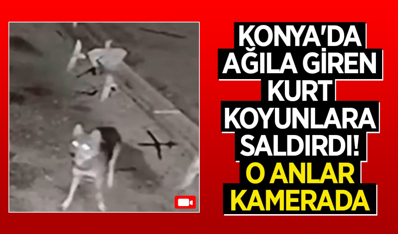 Konya'da ağıla giren kurt koyunlara saldırdı!  O anlar kamerada
