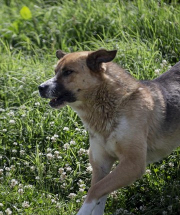 Başıboş sokak köpeğinin saldırdığı 2 kişi yaralandı