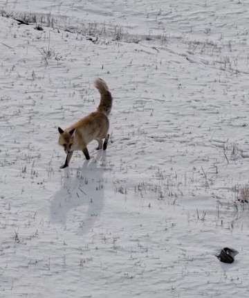 Dron sesinden tedirgin olan kızıl tilki, yuvasını terk etmedi