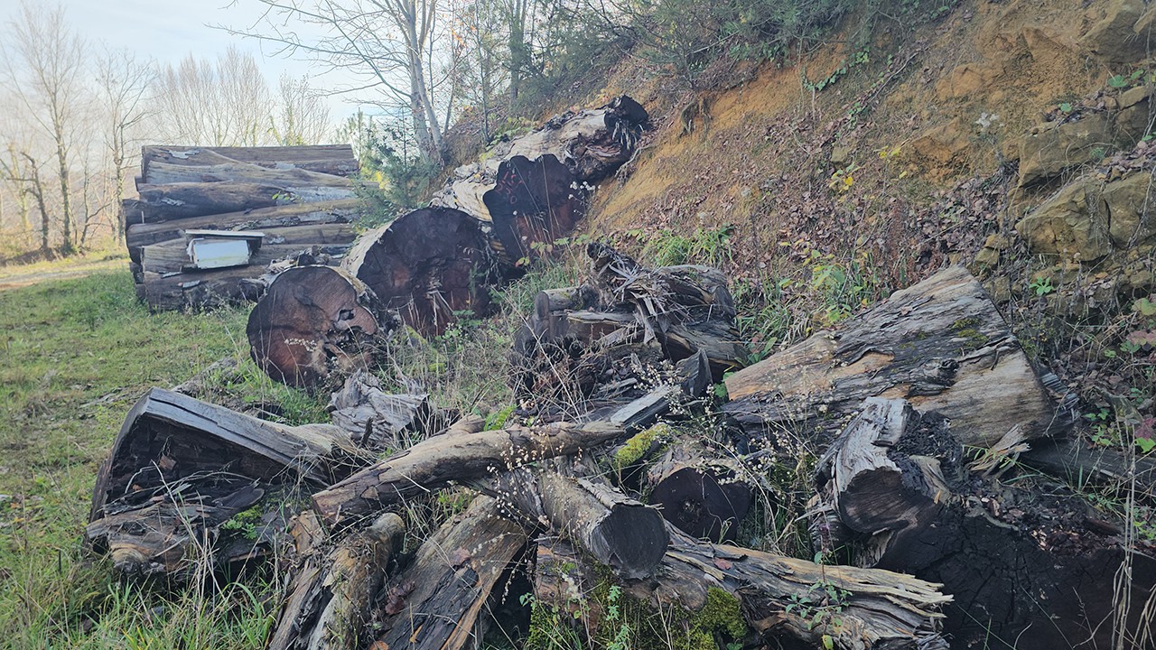 Kesilen 1183 yaşındaki porsuk ağacı, odun olmaktan kurtarıldı! Müzede sergilenecek