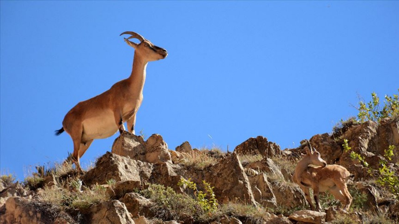 Yaban keçisi vuran avcıya 956 bin TL ceza