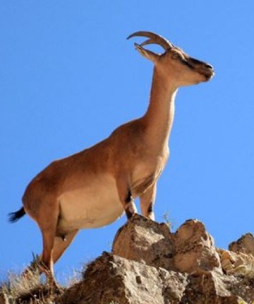 Yaban keçisi vuran avcıya 956 bin TL ceza