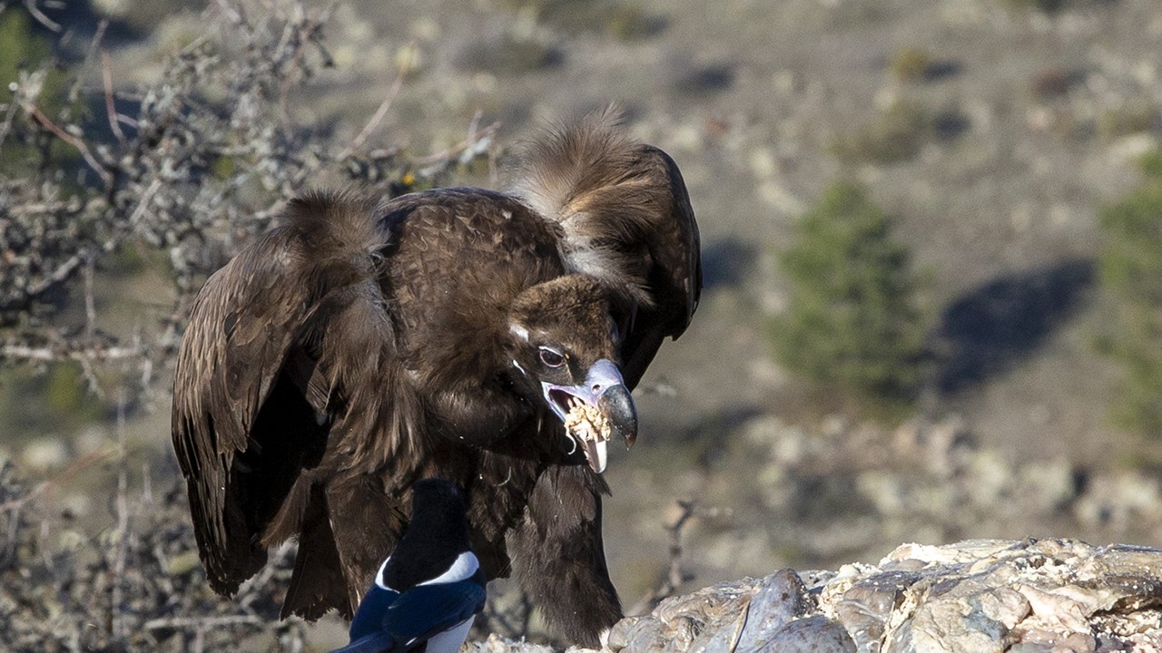 Akbabaların izi Bolu'daki istasyonda sürülüyor