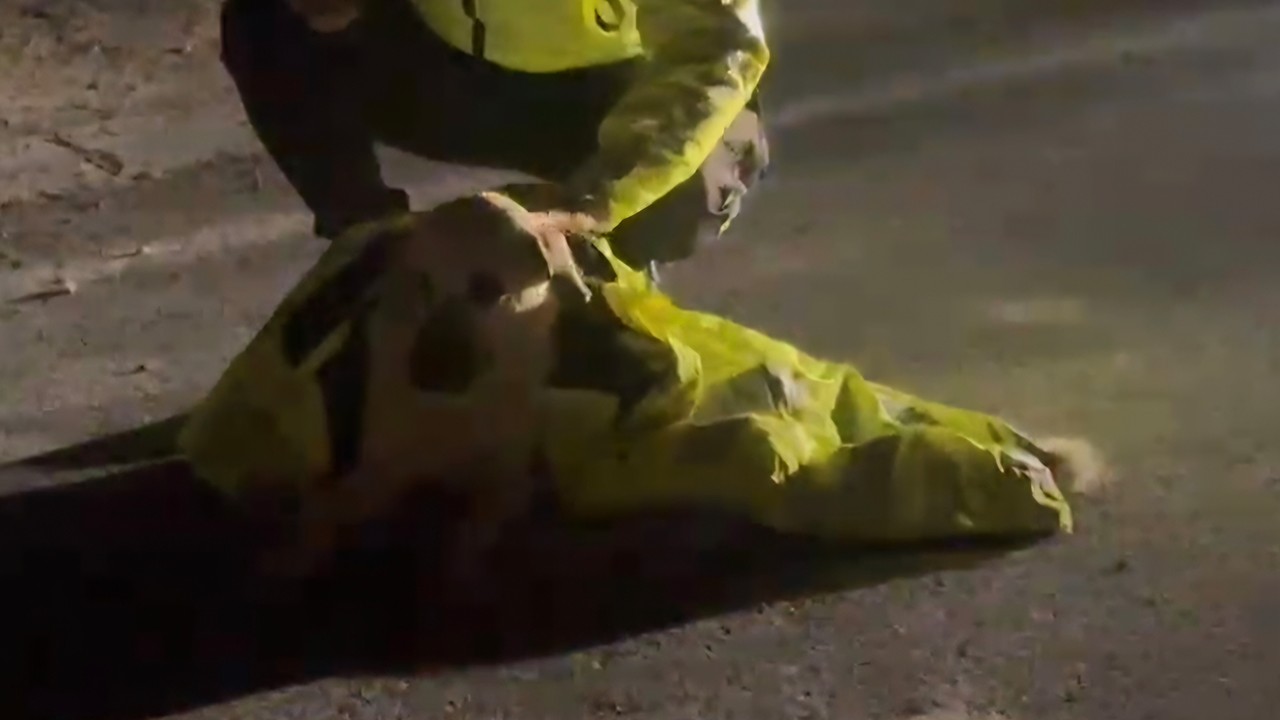 Polis, yaralı köpeğin üstünü kendi montuyla örttü