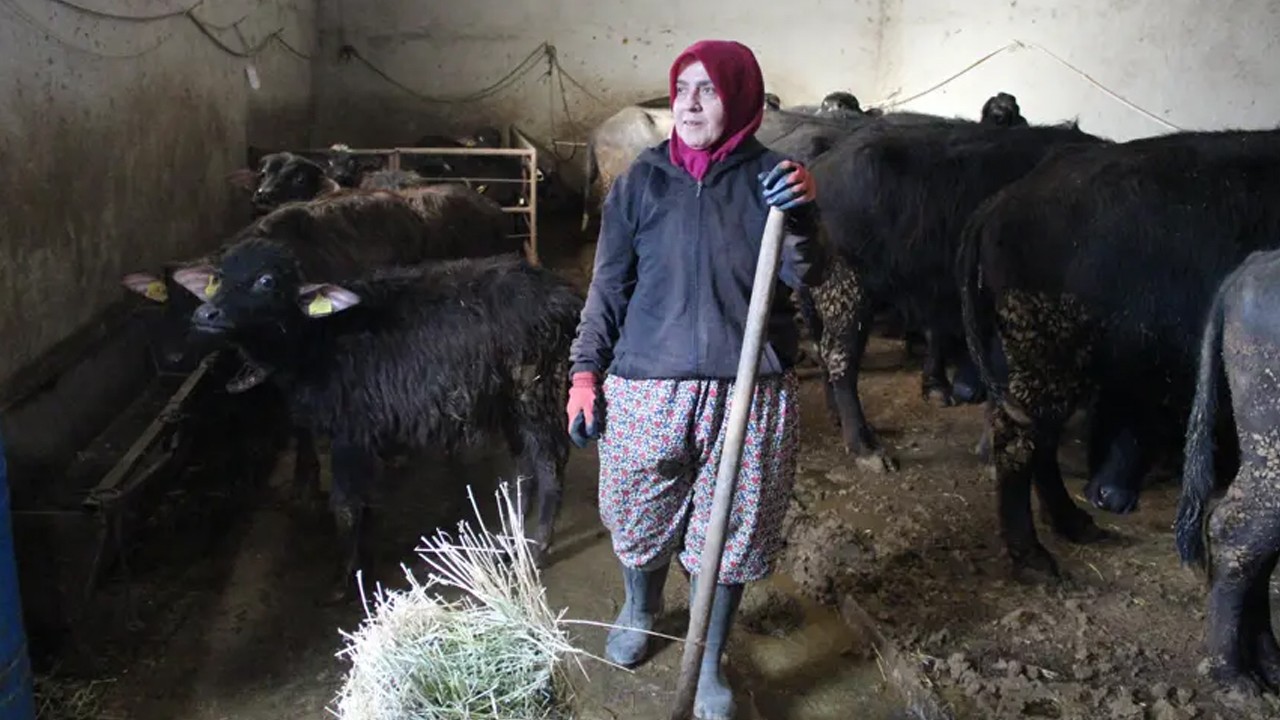 Yapamazsın diyenlere kulak tıkadı: Köye yerleşti, sayıyı 100'e çıkardı