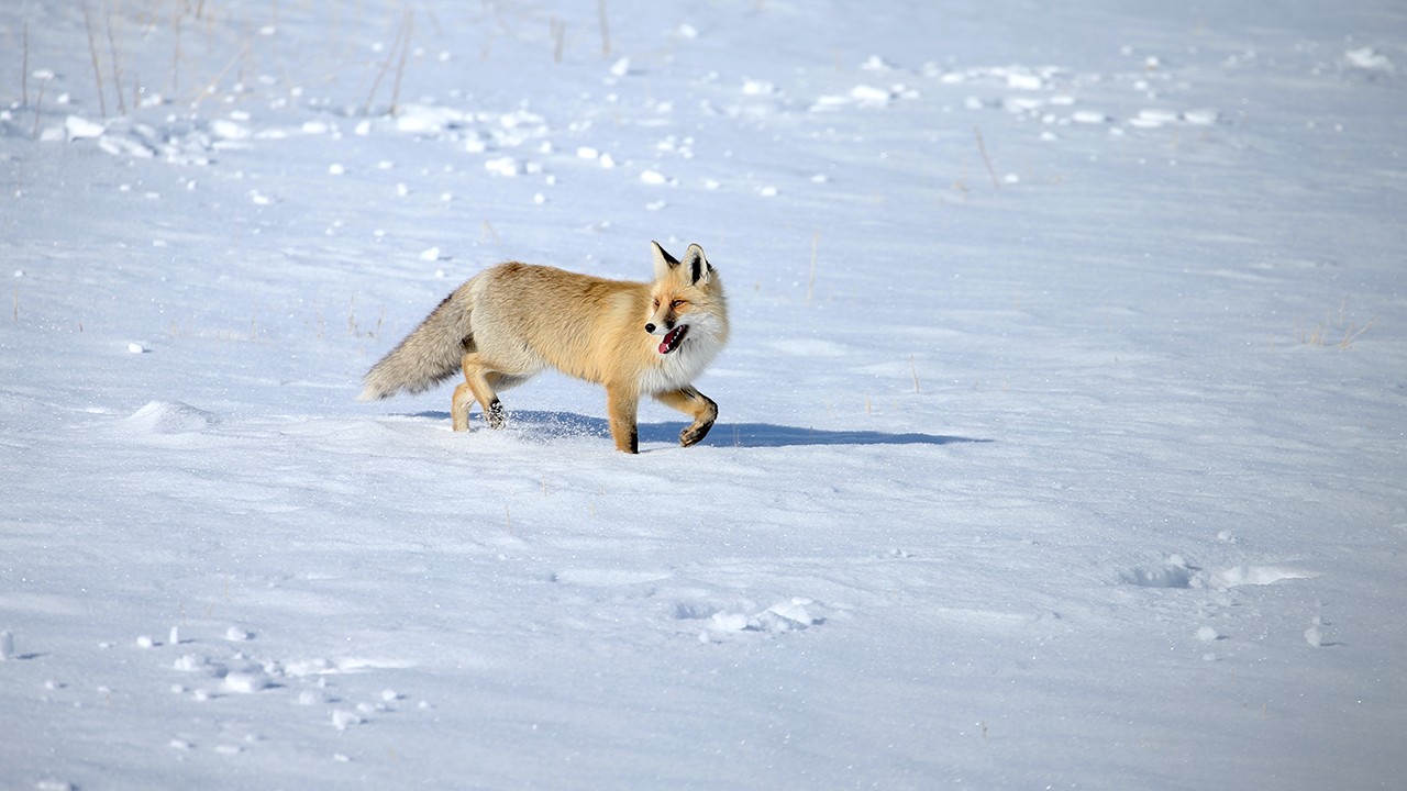Kızıl tilkiler karla kaplı arazide görüntülendi