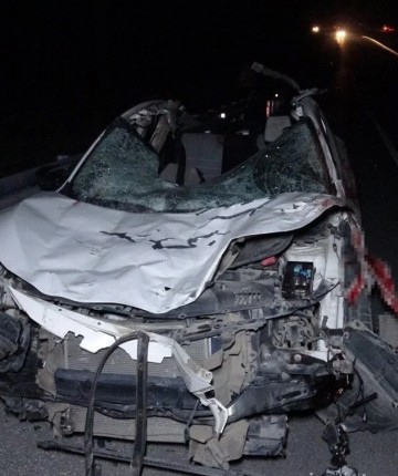 Milyonluk yarış tayları kaza sonucu telef oldu