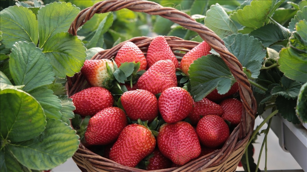 Seydişehir çileği coğrafi işaret aldı