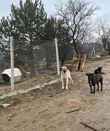 Barınakta çöp poşetlerindeki ölü köpekler için soruşturma